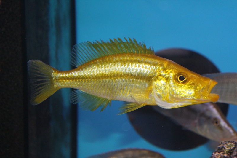 Dimidiochromis compressiceps 'Chizumulu Island'